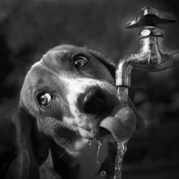 dog drinking water