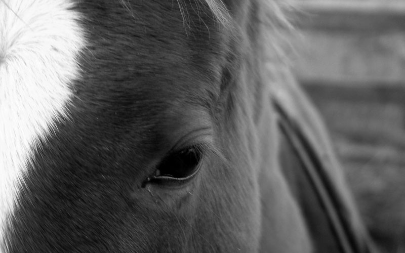 horse eye