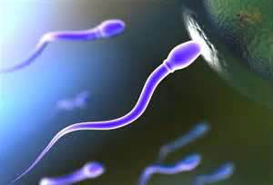 sperm and egg