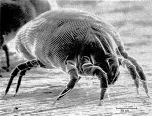 dust mite