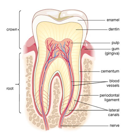 tooth